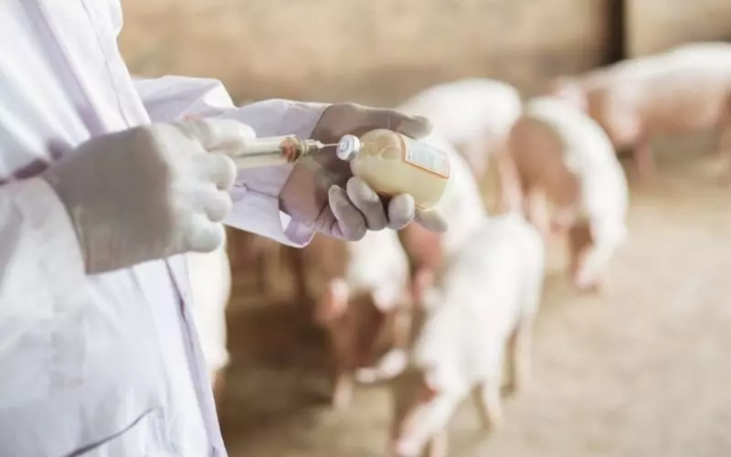 Фото #1 для «Статистика: В России выросло производство ветеринарных препаратов»