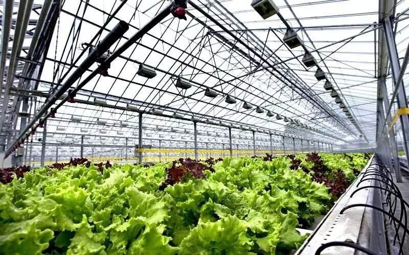 Картинка #2 для «тепличный комплекс: В Мордовии запущен тепличный комплекс»