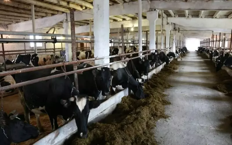 Фото 1 для «Новые и модернизированные предприятия агропрома: На юге Карелии восстановлена молочная ферма на 400 голов крупного рогатого скота»