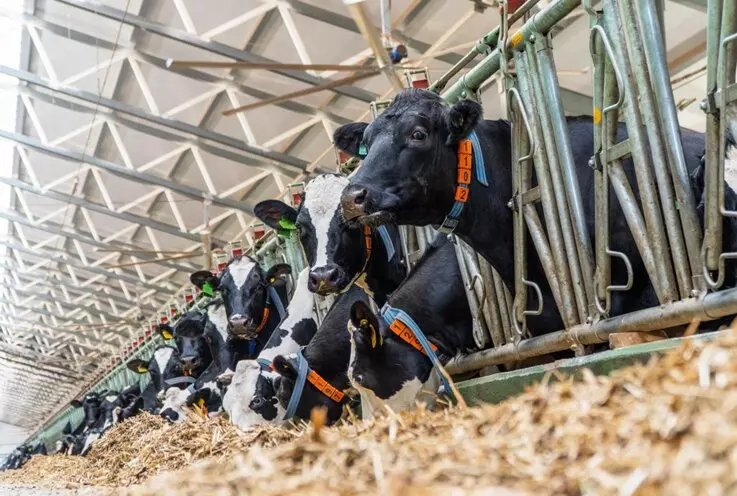 Агросила ввела в эксплуатацию вторую очередь молочного комплекса Азнакай на 2000 голов КРС