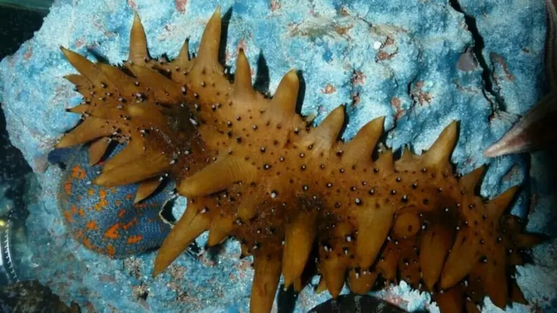 9 млн молоди гребешка и трепанга выпустили в естественную среду Приморья