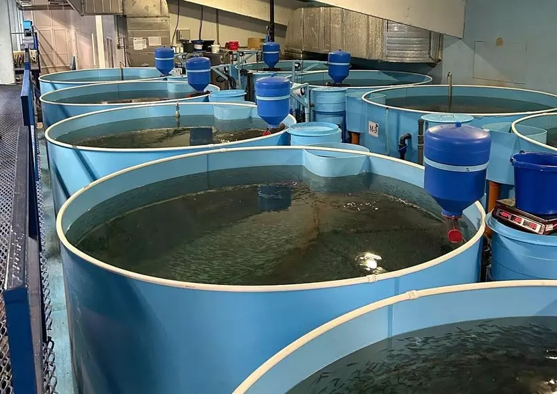 Курское предприятие Промрыбторг открыло новое производство корма для ценных пород рыб