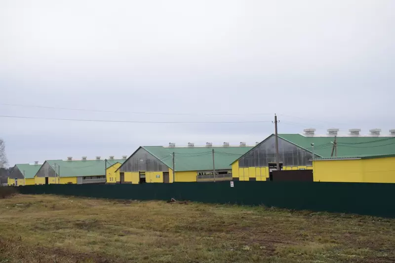 №5 для новости «В Красночетайском округе Чувашии открыли новый телятник»