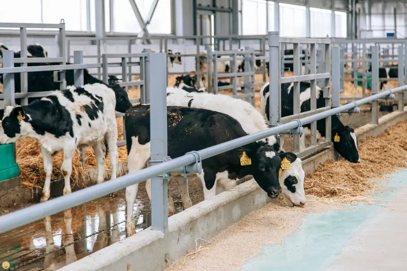 Картинка #3 для поста «Чувашия: В Чувашии открыт новый животноводческий комплекс»