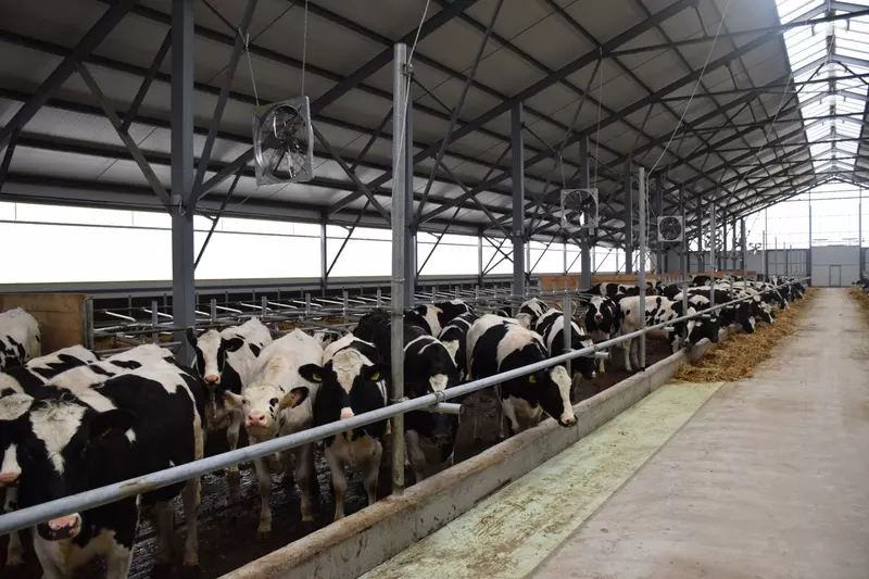 Фото №4 для новости «сельское хозяйство: В Красночетайском округе Чувашии открыли новый телятник»