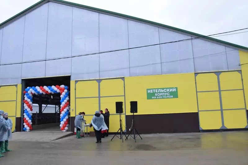 Картинка №2 для поста «производство молока: В Красночетайском округе Чувашии открыли новый телятник»