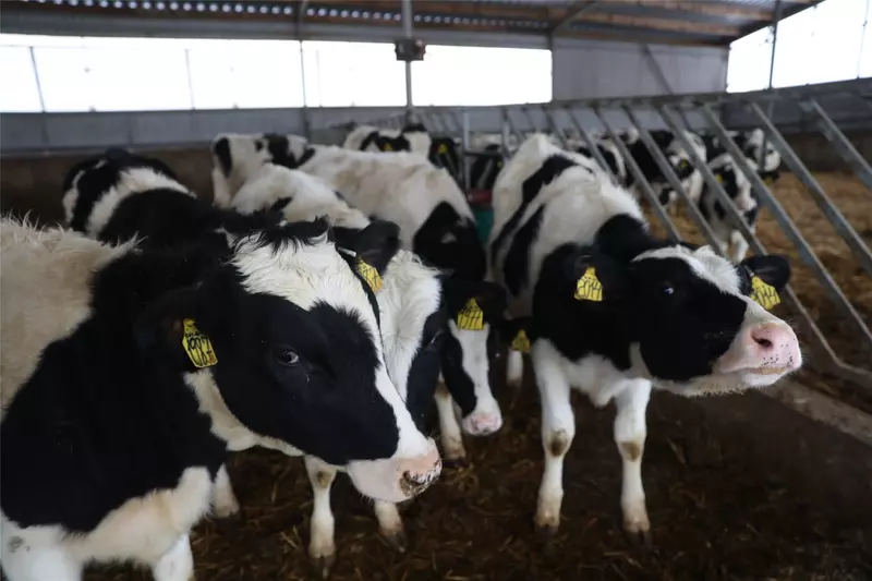 Иллюстрация #6 для новости «В Чувашии введены в эксплуатацию роботизированная молочная ферма и телятник»