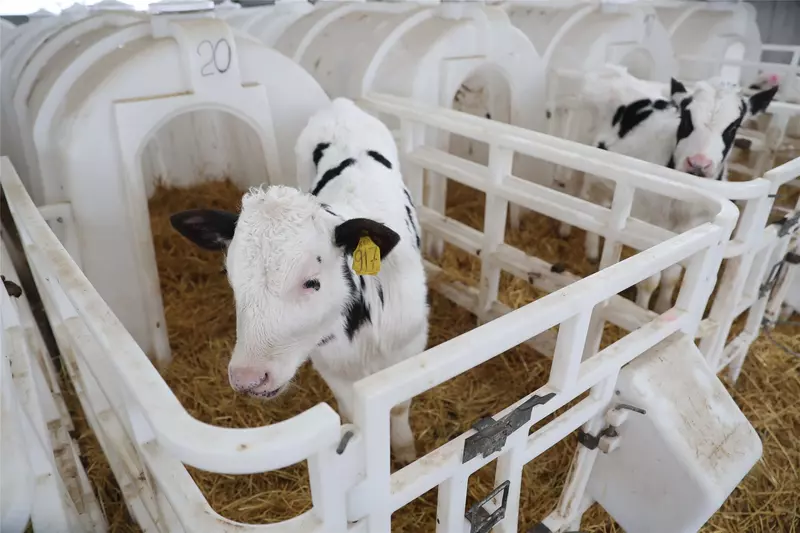 Картинка #7 для поста «В Чувашии введены в эксплуатацию роботизированная молочная ферма и телятник»