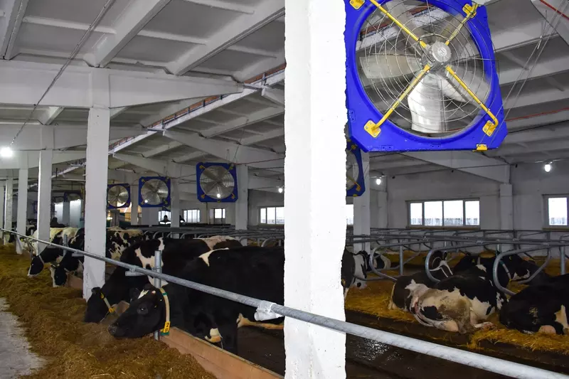 В Чувашии введены в эксплуатацию роботизированная молочная ферма и телятник