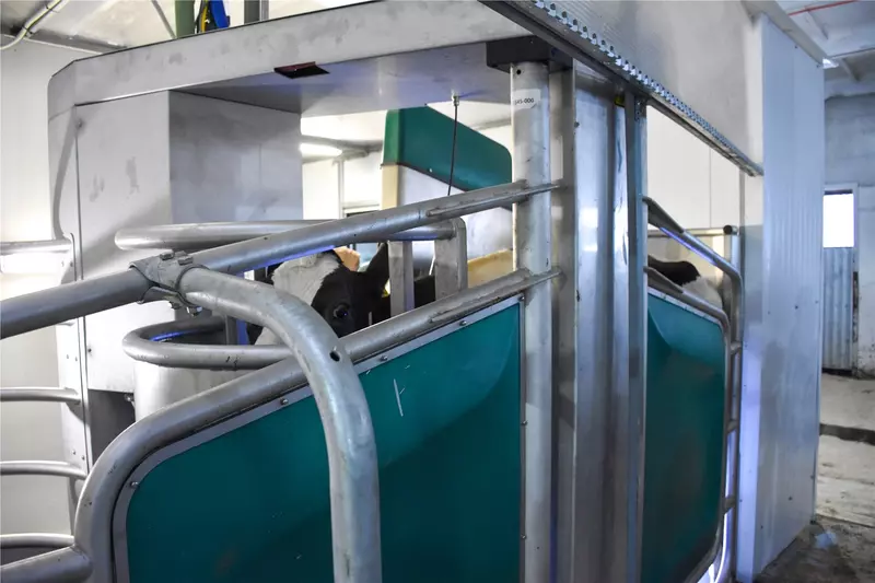 Фото 2 для статьи «производство молока: В Чувашии введены в эксплуатацию роботизированная молочная ферма и телятник»