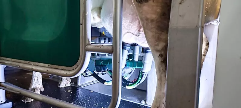 Картинка №4 для «сельское хозяйство: В Чувашии введены в эксплуатацию роботизированная молочная ферма и телятник»