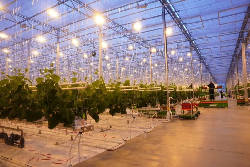 На Камчатке открыт круглогодичный тепличный комплекс