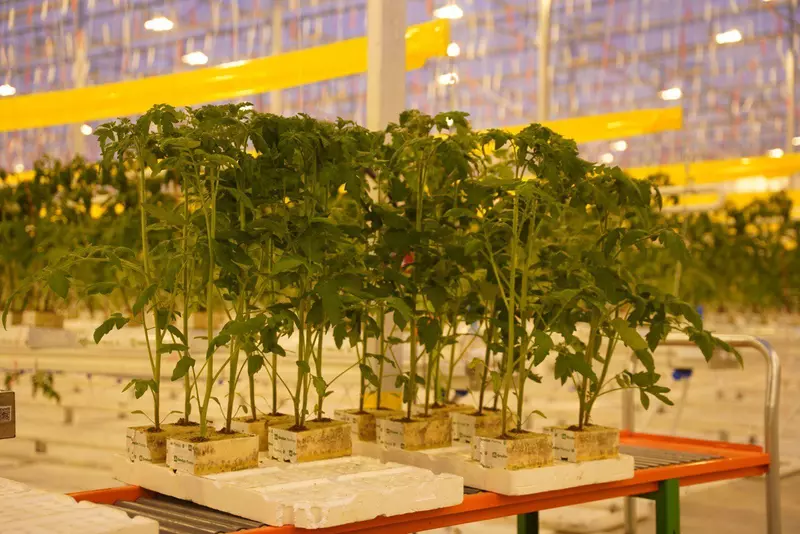 №2 для «тепличный комплекс: На Камчатке открыт круглогодичный тепличный комплекс»