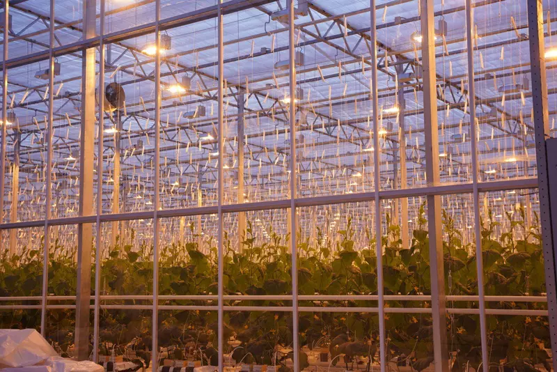 Картинка #3 для публикации «Камчатка: На Камчатке открыт круглогодичный тепличный комплекс»