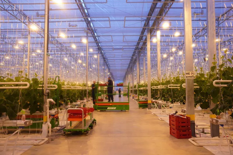 Изображение 4 для статьи «сельское хозяйство: На Камчатке открыт круглогодичный тепличный комплекс»