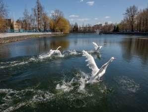 Белые лебеди вернулись в пруд Московского НПЗ