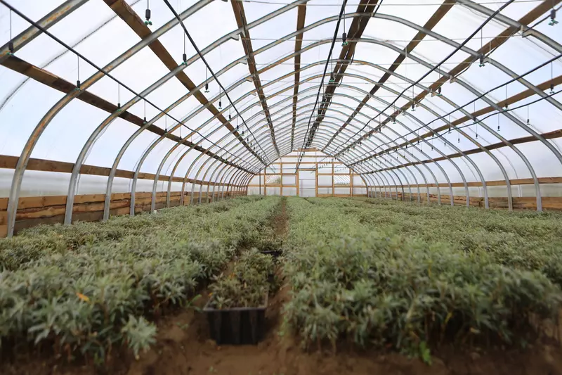 Фото #2 для «Бурятия: Завод по переработке облепихи начал работу в Селенгинском районе Бурятии»