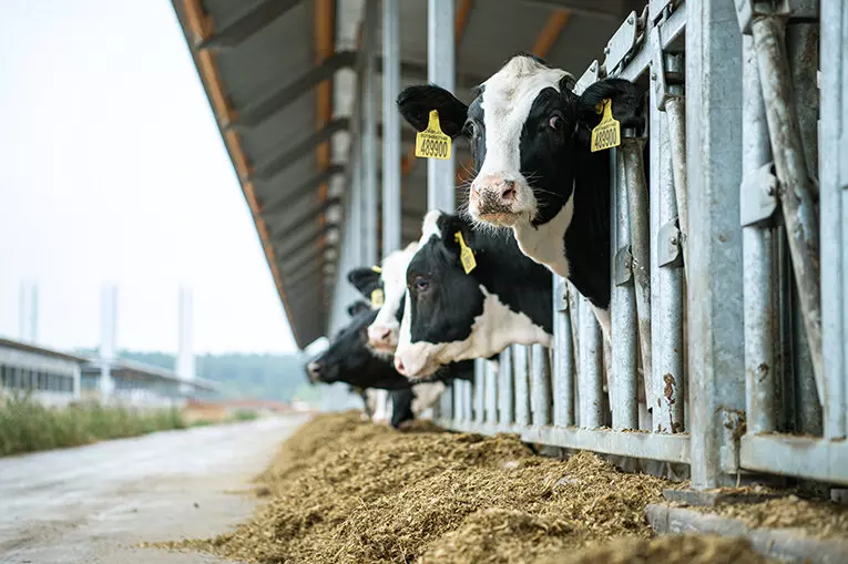 Картинка №3 для поста «обзор: Новые предприятия АПК и пищевой промышленности в августе 2024 года»