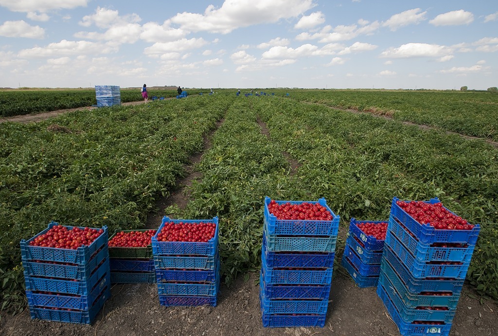Развитие овощеводства. Овощеводческие хозяйства. Овощи выращиваемые в России. Овощеводство открытого грунта. Поле овощей.