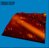 Углеродная нанотрубка на поверхности графитовой бумаги, 0.31х0.31 мкм