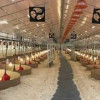 В Пензенской области открылся комплекс по производству яиц индейки
