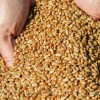 Сирия впервые в&nbsp;2020&nbsp;г. смогла заключить контракт на&nbsp;закупку российской пшеницы