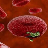 Разработан первый в России ПЦР-тест для диагностики малярии