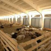 В КЧР началось строительство крупнейшей в регионе площадки откорма овец на 50 тыс. голов