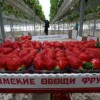 В Крыму запущен новый полевой тепличный комплекс