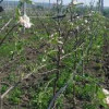 В Предгорном округе Ставропольского края закладывают 135 гектаров яблоневых садов
