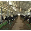 Сельхозпредприятие «Рассвет» в Кировской области запустило первую очередь молочного комплекса