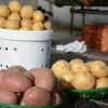 В Государственный реестр селекционных достижений добавлен сорт картофеля «сокур»