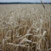 Более 142 тысяч тонн зерна намолочено в Псковской области