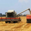 Большой урожай зерновых собран в Новосибирской области в 2021 году