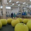 В Белёве Тульской области после реконструкции запустили завод по производству яблочного пюре
