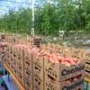 В Прикамье открылся тепличный комплекс «Пермский» по выращиванию свежих овощей