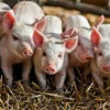 На Кубани завершили строительство свинофермы на 2,4 тыс. голов