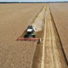 Краснодарский край собрал хороший урожай пшеницы