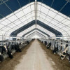 ОАО «Вознесенское» открыло в Новосибирской области молочную ферму на 1000 голов