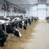 В Липецкой области открыли крупную молочную ферму на 2000 коров