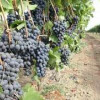 Дагестан собрал рекордный урожай винограда