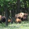 Популяция бизонов «Донецкого кряжа» пополнилась