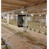 Тридцать тысяч цыплят поселились в реконструированном цехе Шекснинской птицефабрики