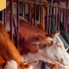 Бурятский кооператив «Баян» запустил молочную ферму