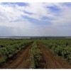 На Кубани в 2023 году уже заложили 440 гектаров новых виноградников