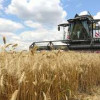 Выведен новый сорт озимой пшеницы c рекордной урожайностью