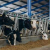 В Амурской области ввели в эксплуатацию первую очередь животноводческого комплекса на 1570 коров
