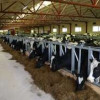 В Курганской области открыта роботизированная молочная ферма
