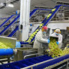 Комплекс по выращиванию и переработке салатов запустили на Кубани