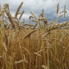 В Мордовии собрали рекордный урожай зерновых